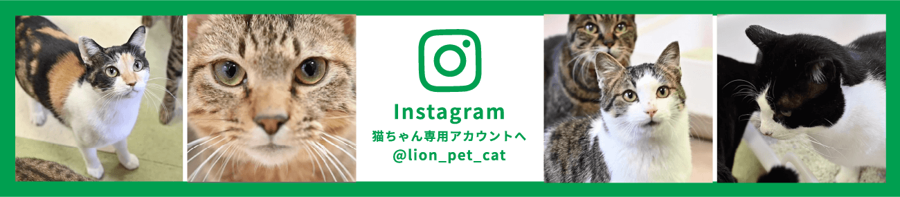 Instagram 猫ちゃん専用アカウントへ @lion_pet_cat