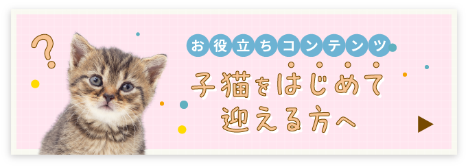 お役立ちコンテンツ 子猫をはじめて迎える方へ