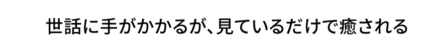 世話に手がかかるが、見ているだけで癒される