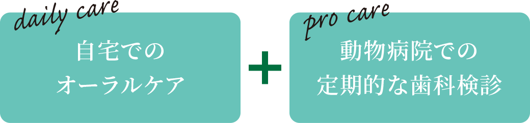 自宅でのオーラルケア+動物病院での定期的な歯科検診