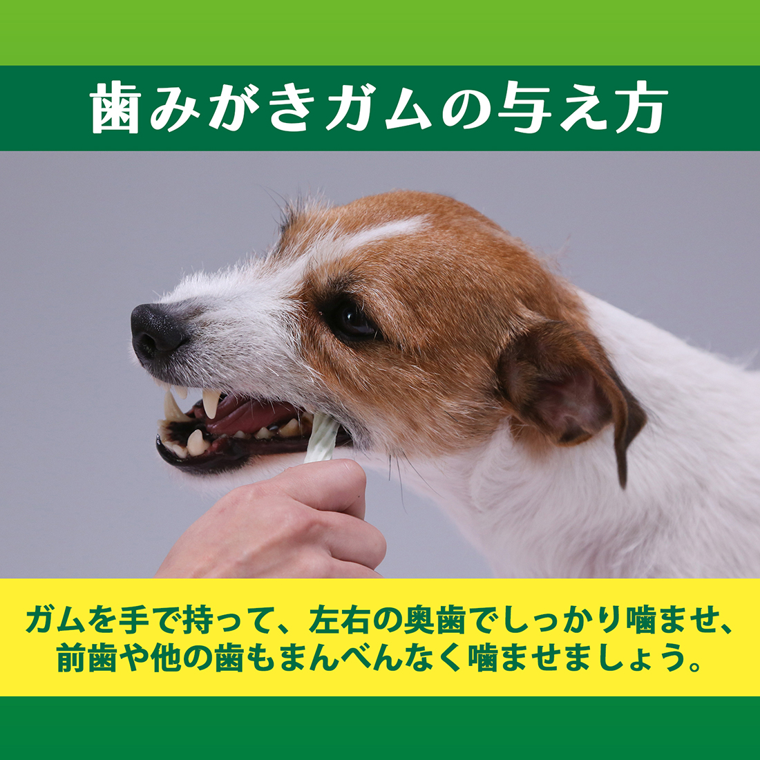 PETKISS 食後の歯みがきガム 小型犬用｜ライオンペット株式会社