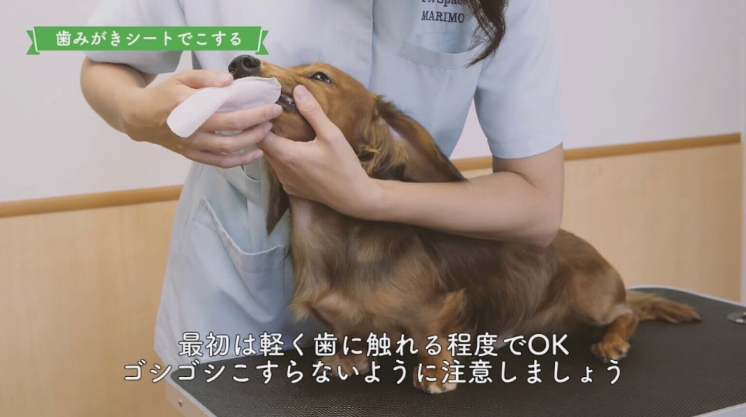 動画を再生する