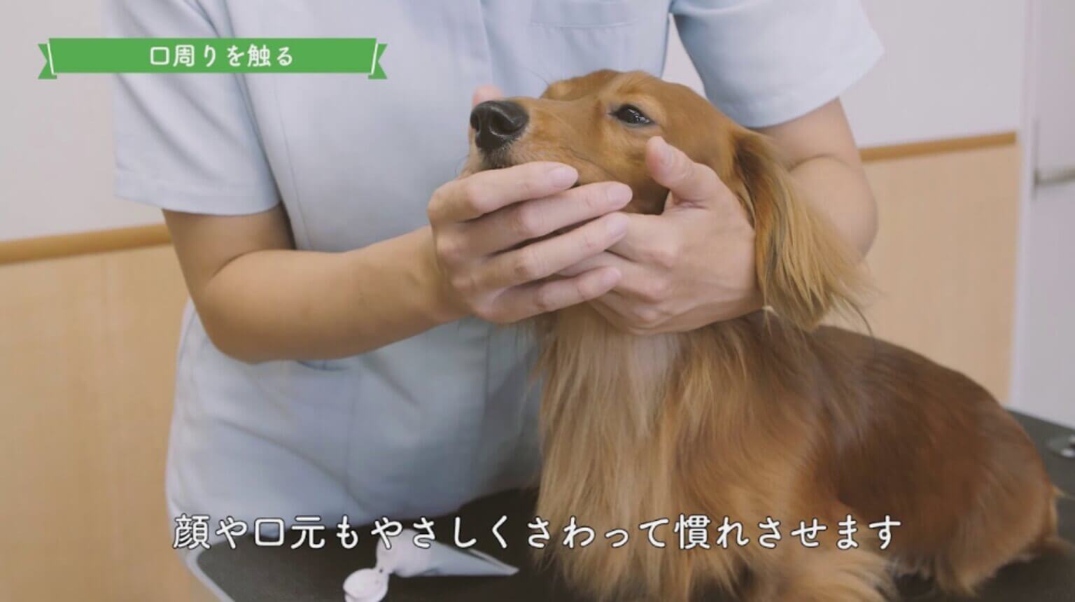 動画を再生する
