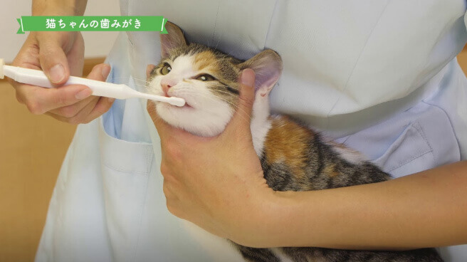 動画を再生する