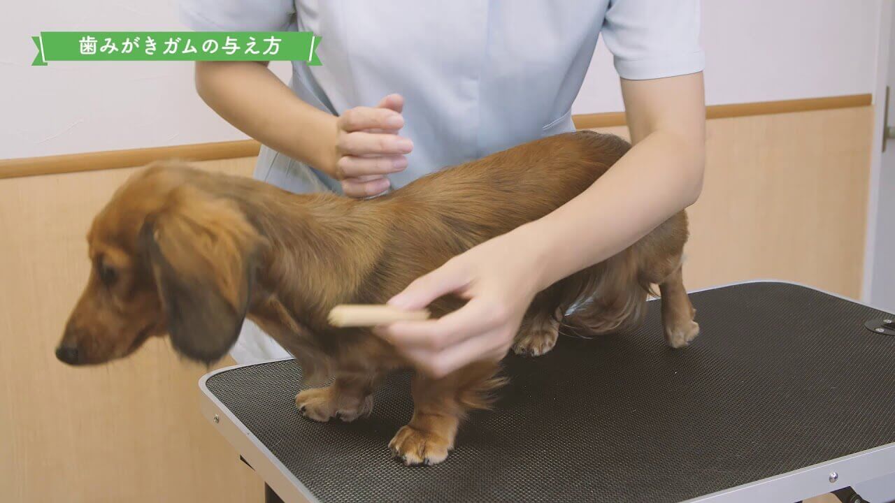 動画を再生する