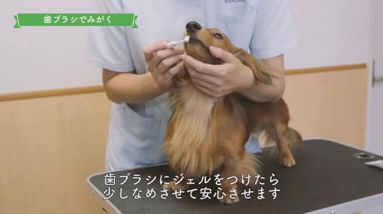 動画を再生する