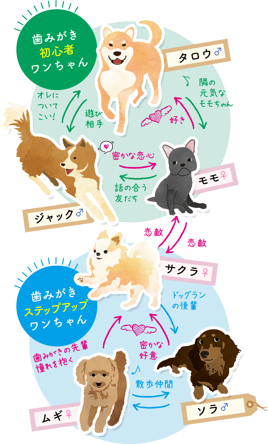 タロウ♂、ジャック♂、モモ♀、サクラ♀、サクラ♀、ソラ♂の相関図