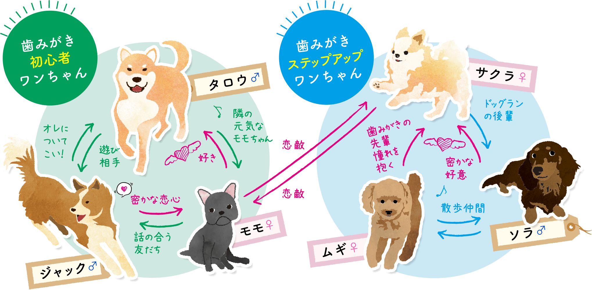 タロウ♂、ジャック♂、モモ♀、サクラ♀、サクラ♀、ソラ♂の相関図