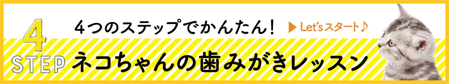 STEP 4 ４つのステップでかんたん！Let’s スタート♪ネコちゃんの歯みがきレッスン