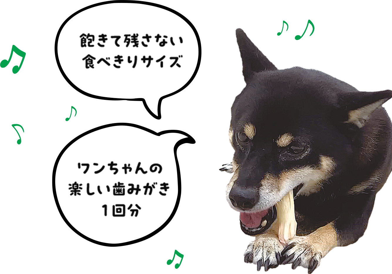 ワンちゃんの楽しい歯みがき1回分