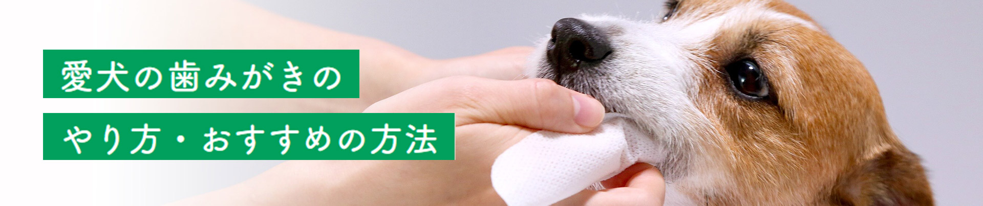 愛犬の歯みがきのやり方・おすすめの方法