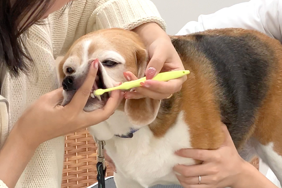 写真：よく​ばらない