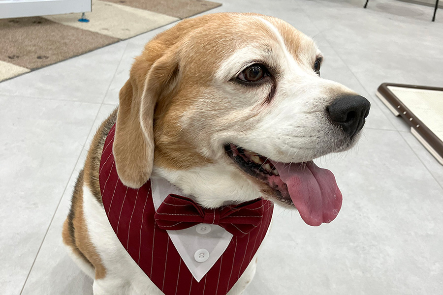 写真：ごほう​び