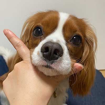 写真：ルルちゃん