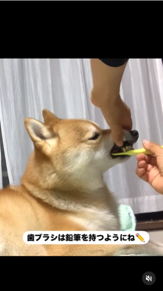 画像：リール動画のキャプチャ